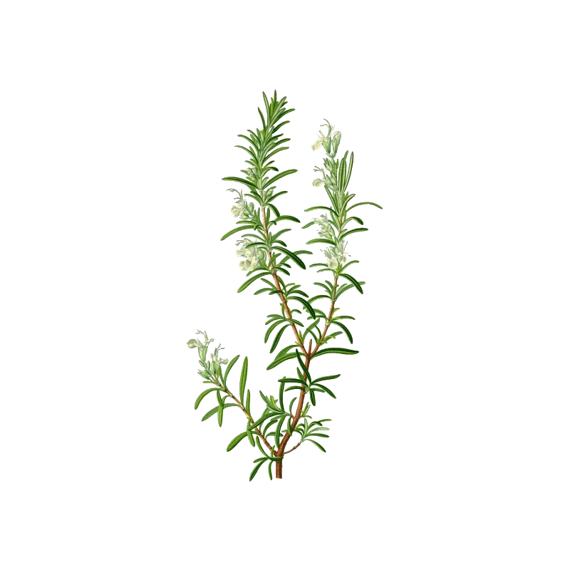 Huile essentielle Romarin à camphre bio (Rosmarinus officinalis)