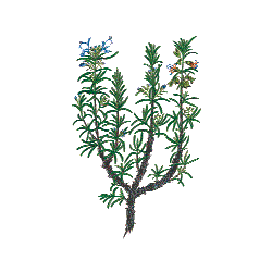 Huile essentielle Romarin à cinéole bio (Rosmarinus officinalis)