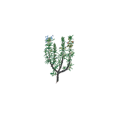 Huile essentielle Romarin à cinéole bio (Rosmarinus officinalis)