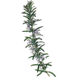 Huile essentielle Romarin à verbénone bio (Rosmarinus officinalis)