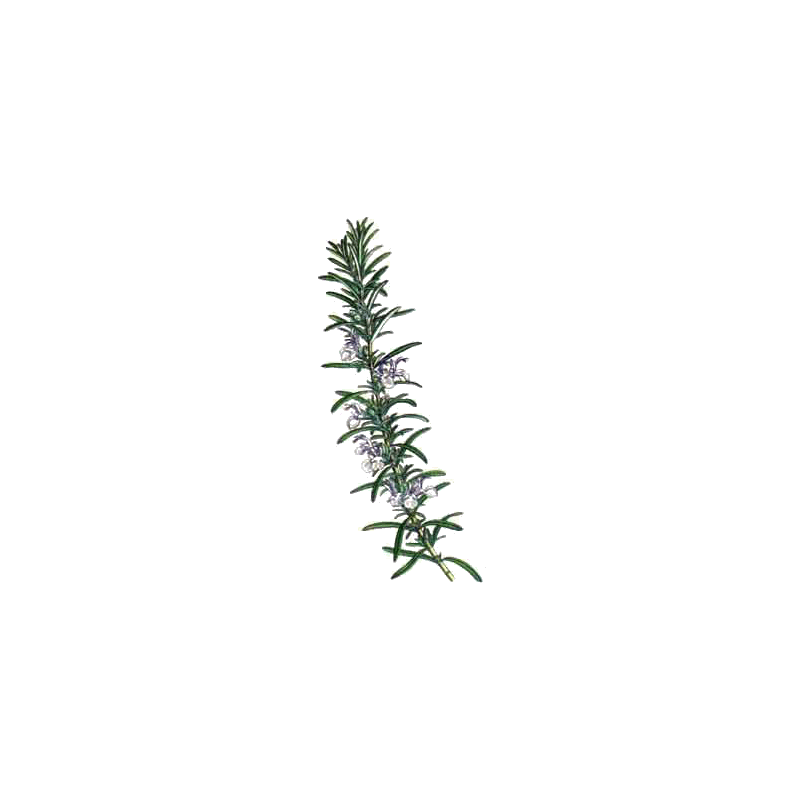 Huile essentielle Romarin à verbénone bio (Rosmarinus officinalis)