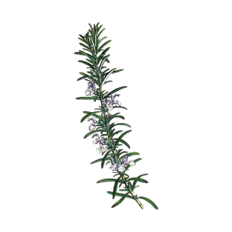 Huile essentielle Romarin à verbénone bio (Rosmarinus officinalis)