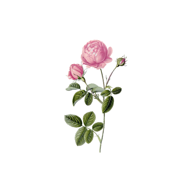 Huile essentielle Rose de Damas (Rosa X damascena)