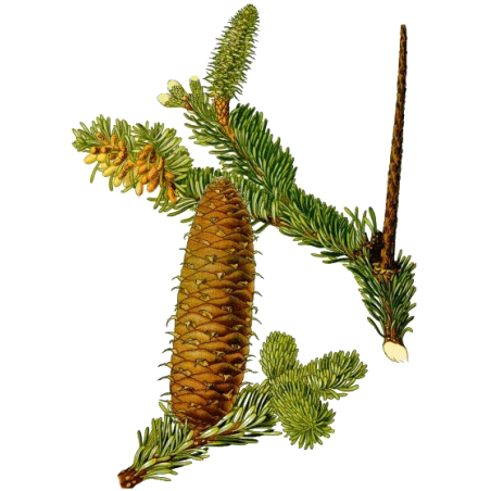 Huile essentielle Sapin Baumier bio (Abies balsamea)
