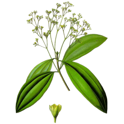 Huile essentielle Saro Mandravasarotra bio (Cinnamosma fragans)