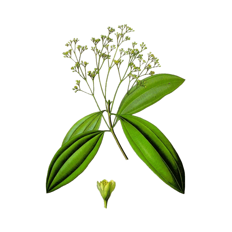 Huile essentielle Saro Mandravasarotra bio (Cinnamosma fragans)
