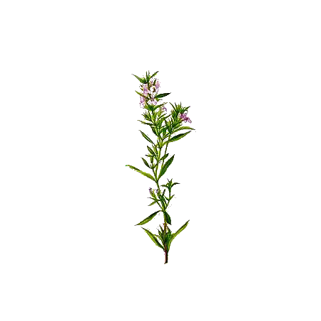 Huile essentielle Sarriette des montagnes bio (Satureja montana)