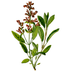 Huile essentielle Sauge Sclarée bio (Salvia sclarea)