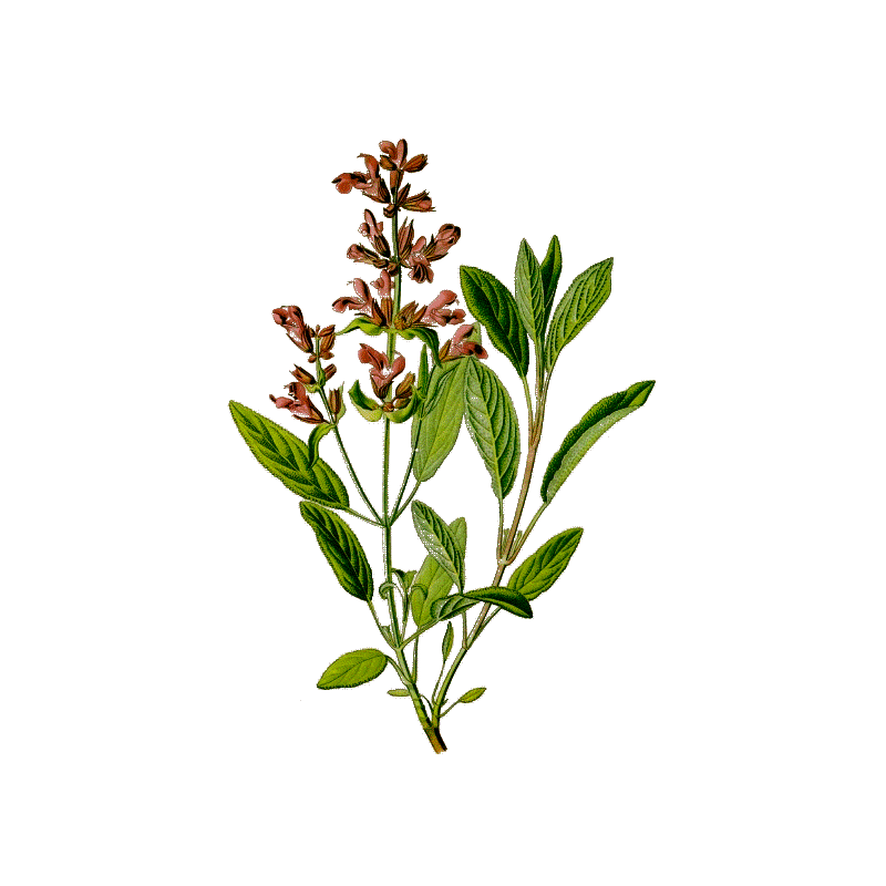 Huile essentielle Sauge Sclarée bio (Salvia sclarea)