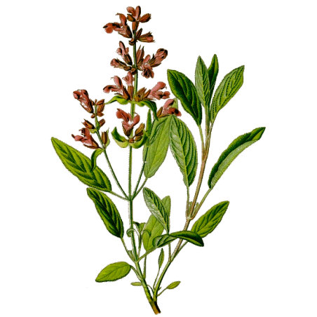 Huile essentielle Sauge Sclarée bio (Salvia sclarea)