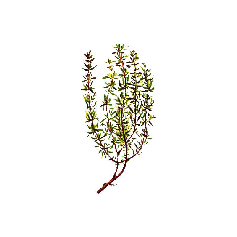 Huile essentielle Thym à Linalol bio (Thymus vulgaris)