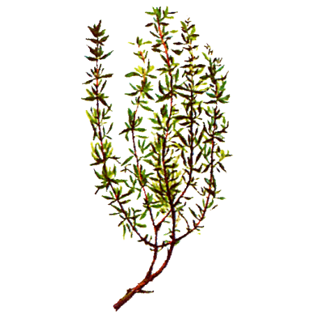 Huile essentielle Thym à Linalol bio (Thymus vulgaris)