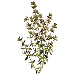 Huile essentielle Thym à Paracymène bio (Thymus vulgaris paracymeniferum)