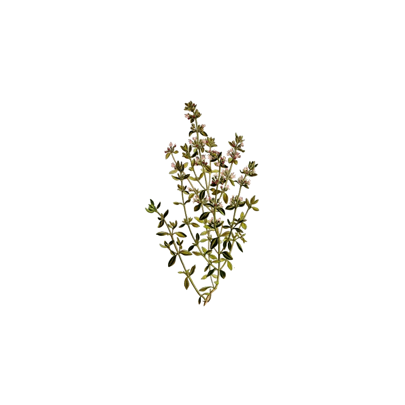 Huile essentielle Thym à Paracymène bio (Thymus vulgaris paracymeniferum)