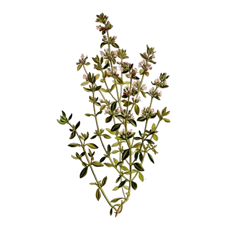 Huile essentielle Thym à Paracymène bio (Thymus vulgaris paracymeniferum)