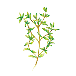 Huile essentielle Thym Saturéoide à bornéol bio (Thymus satureioides)