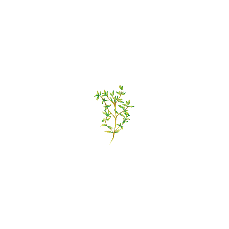Huile essentielle Thym Saturéoide à bornéol bio (Thymus satureioides)