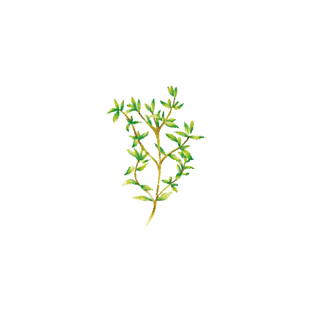 Huile essentielle Thym Saturéoide à bornéol bio (Thymus satureioides)