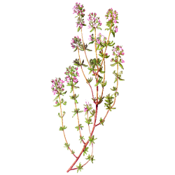 Huile essentielle Thym Thujanol Bio (Thymus vulgaris)