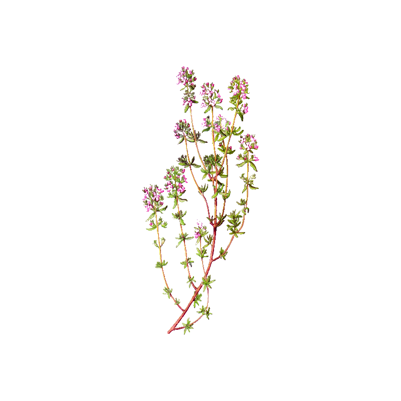 Huile essentielle Thym Thujanol Bio (Thymus vulgaris)