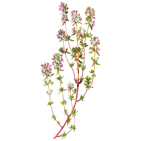 Huile essentielle Thym Thujanol Bio (Thymus vulgaris)