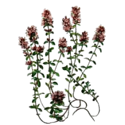 Huile essentielle Thym Thymol Bio (Thymus vulgaris)
