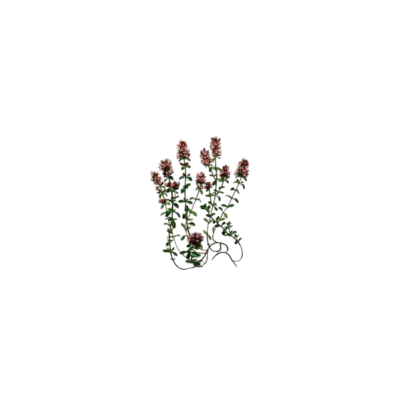 Huile essentielle Thym Thymol Bio (Thymus vulgaris)