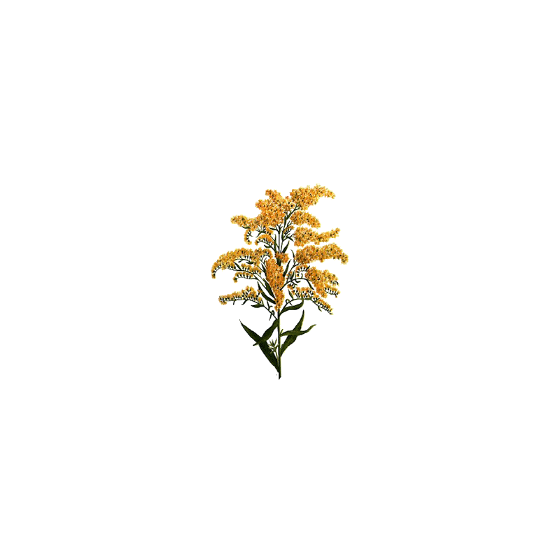 Huile essentielle Verge d'Or Solidage bio (Solidago canadensis)