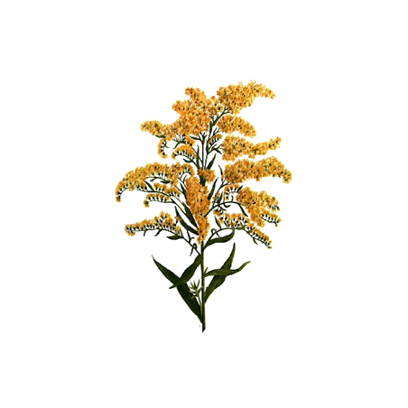 Huile essentielle Verge d'Or Solidage bio (Solidago canadensis)