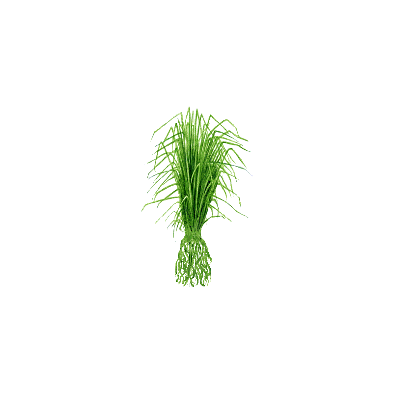 Huile essentielle Vétiver Bio (Vetiveria zizanioides)