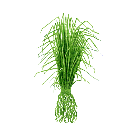 Huile essentielle Vétiver Bio (Vetiveria zizanioides)