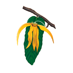 Huile essentielle Ylang-Ylang 3ème bio (Cananga odorata Hook)