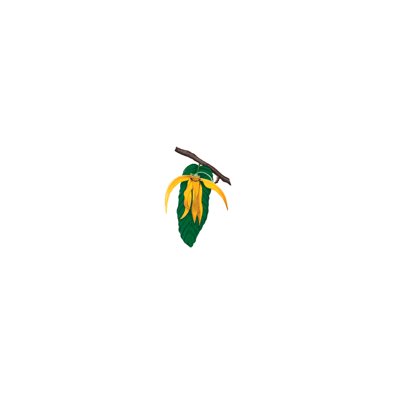 Huile essentielle Ylang-Ylang 3ème bio (Cananga odorata Hook)