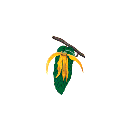 Huile essentielle Ylang-Ylang 3ème bio (Cananga odorata Hook)