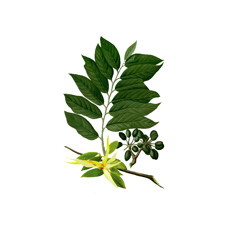 Huile essentielle Ylang-Ylang complète bio (Cananga odorata Hook)