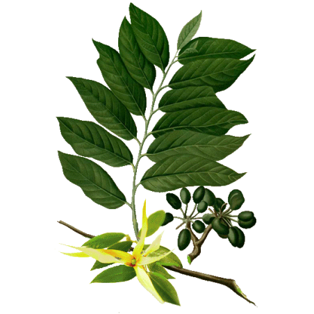 Huile essentielle Ylang-Ylang complète bio (Cananga odorata Hook)