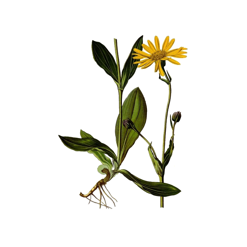 Huile végétale Arnica Montana en macérat Bio*