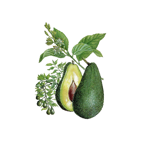 Huile végétale Vierge d'Avocat Bio*