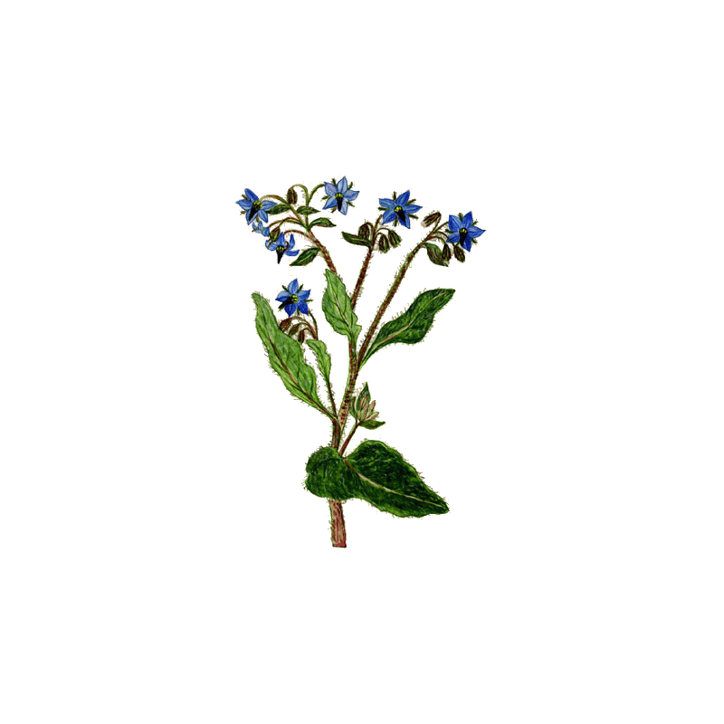 Huile végétale Bourrache Vierge Bio*