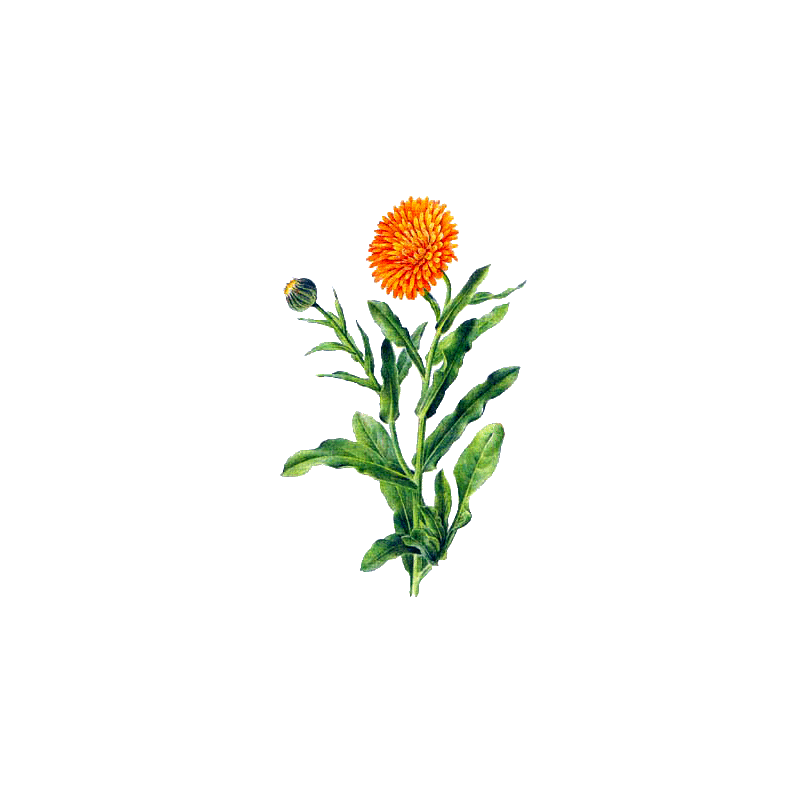 Huile végétale de Calendula en macérat Bio*