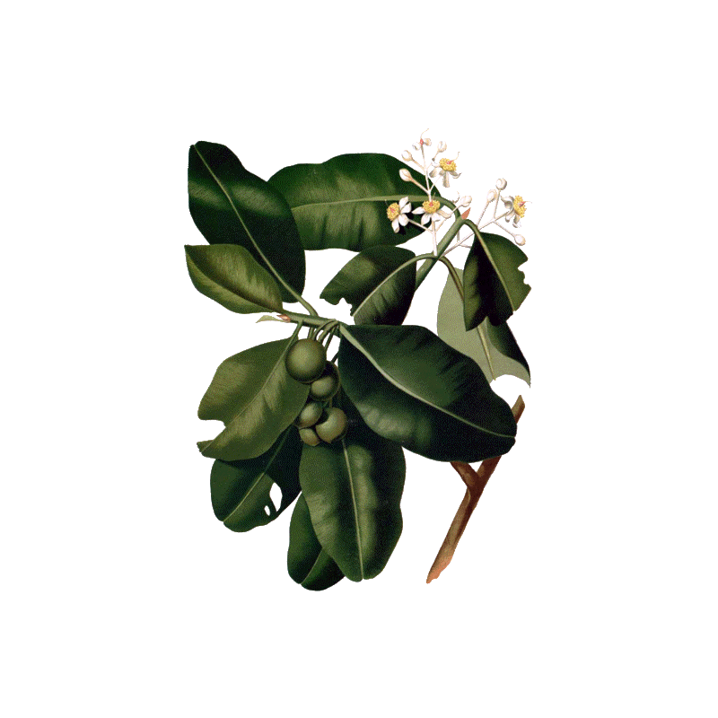 Huile végétale de Calophylle Vierge Bio*