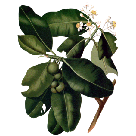 Huile végétale de Calophylle Vierge Bio*