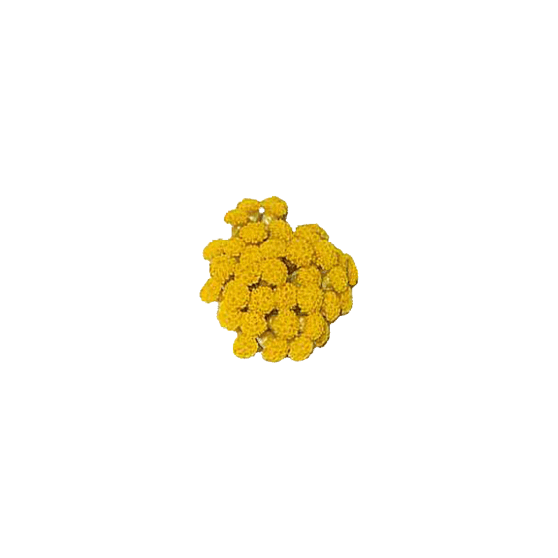 Huile végétale Helichryse ou Immortelle macérat Bio*