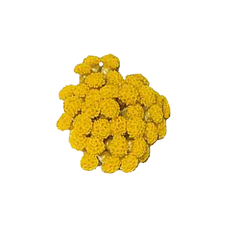 Huile végétale Helichryse ou Immortelle macérat Bio*
