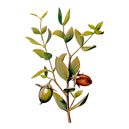 Huile végétale vierge de Jojoba Bio*