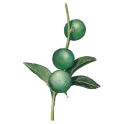 Huile végétale vierge de Macadamia Bio*