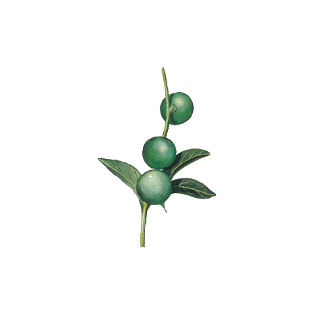 Huile végétale vierge de Macadamia Bio*