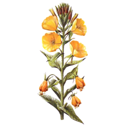Huile végétale vierge d'Onagre Bio*