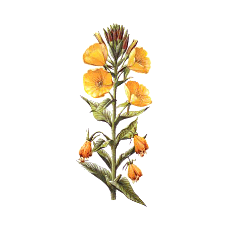 Huile végétale vierge d'Onagre Bio*