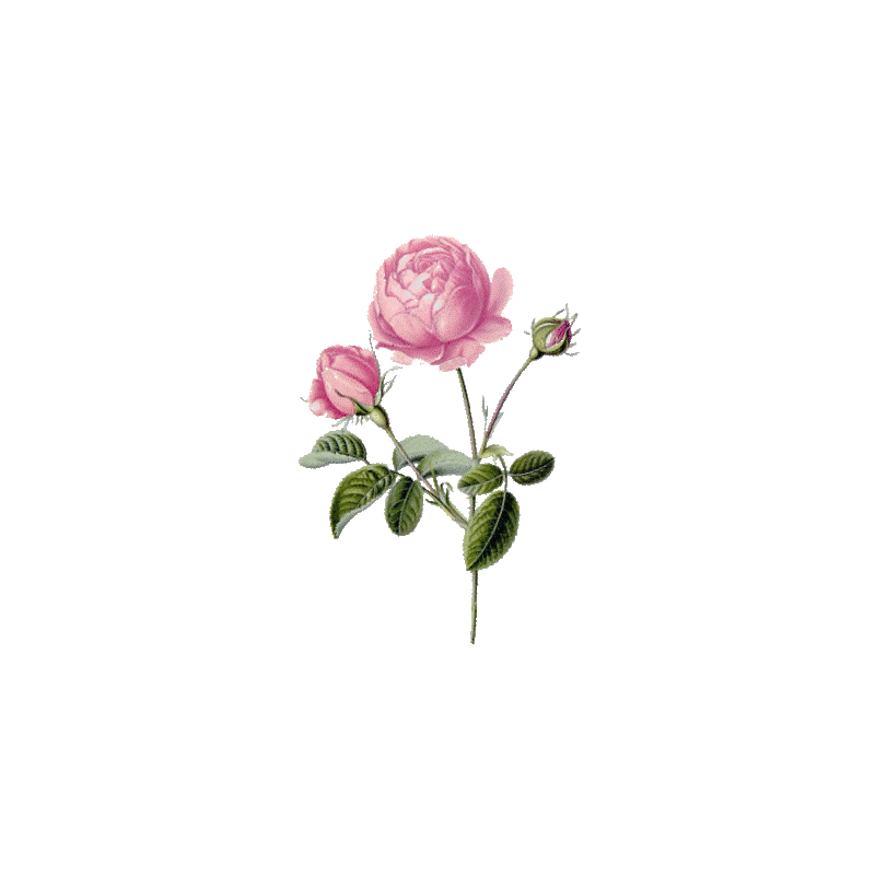 Huile végétale Vierge Rose Musquée du Chili Bio*